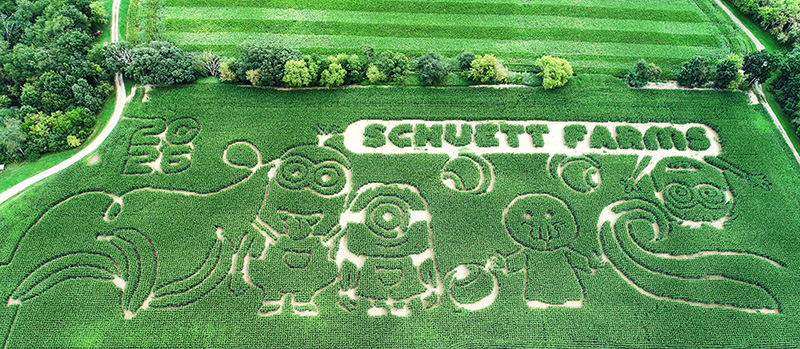 This is a picture of the best corn maze in Wisconsin