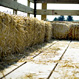 During the hay ride at Schuett Farms you will stop and see the cows and see the farm