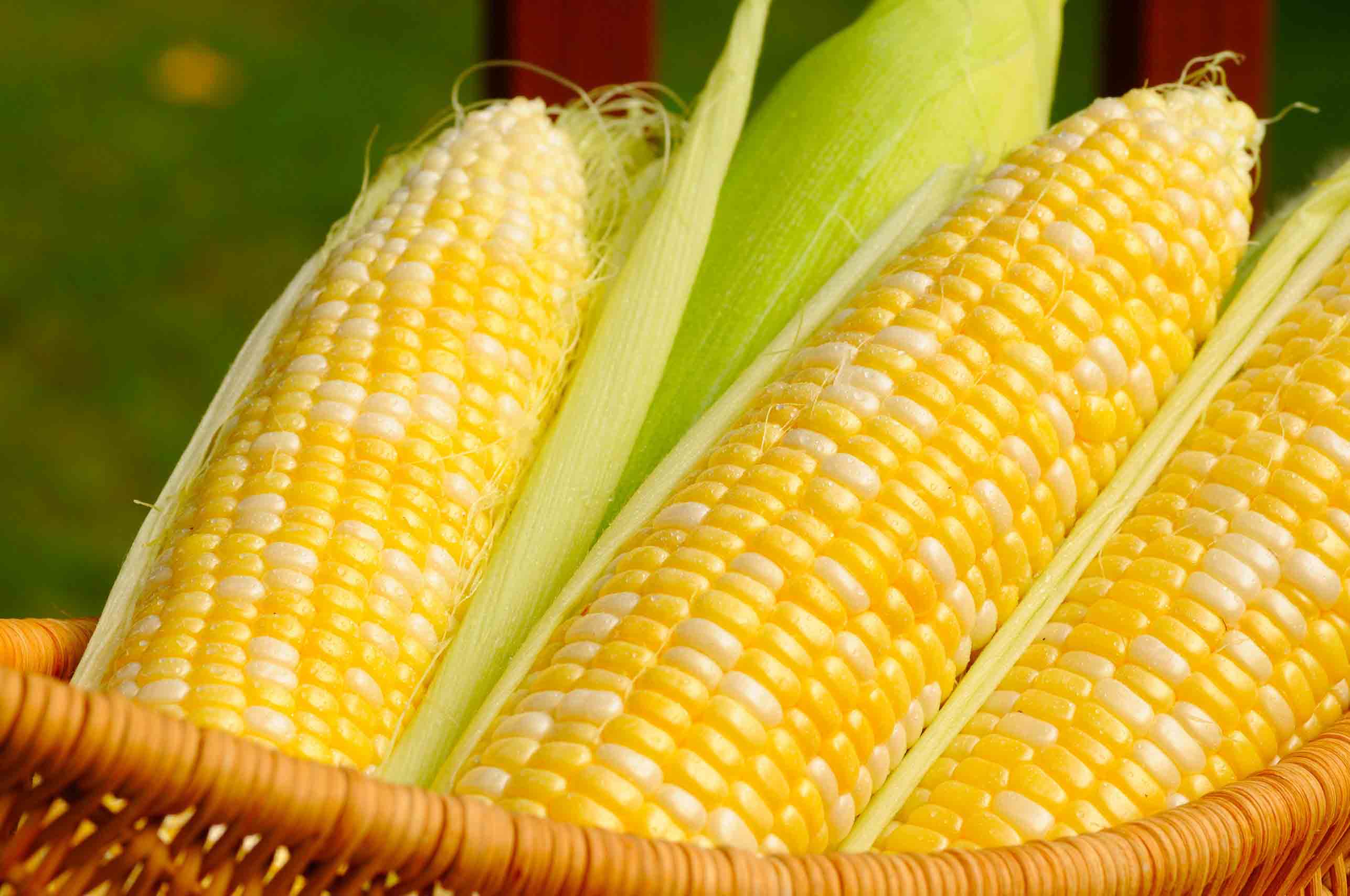 Sweet Corn