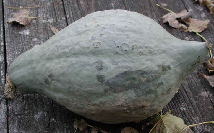 Hubard squash