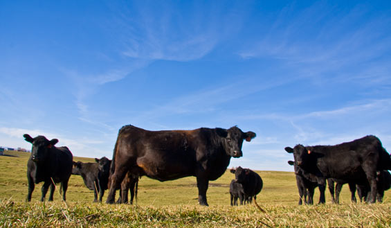 Listed as best beef in the area Mukwongago Wisconsin natural beef