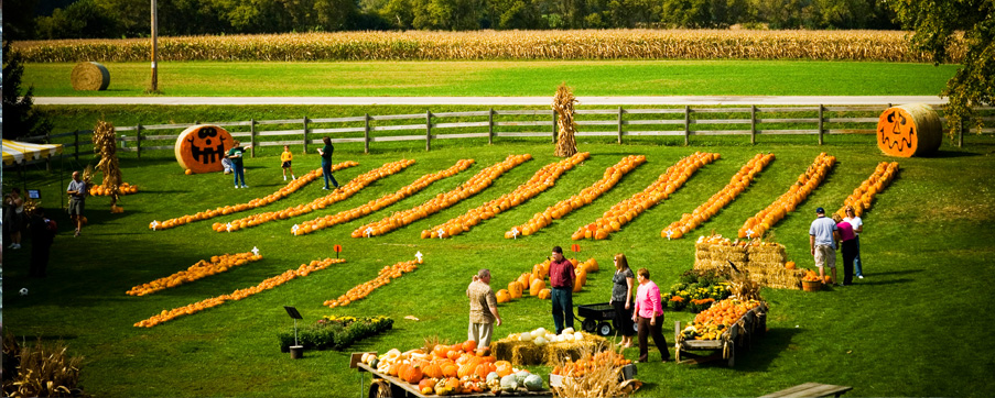 pick your own pumpkins at schuett farm in Mukwonago WI